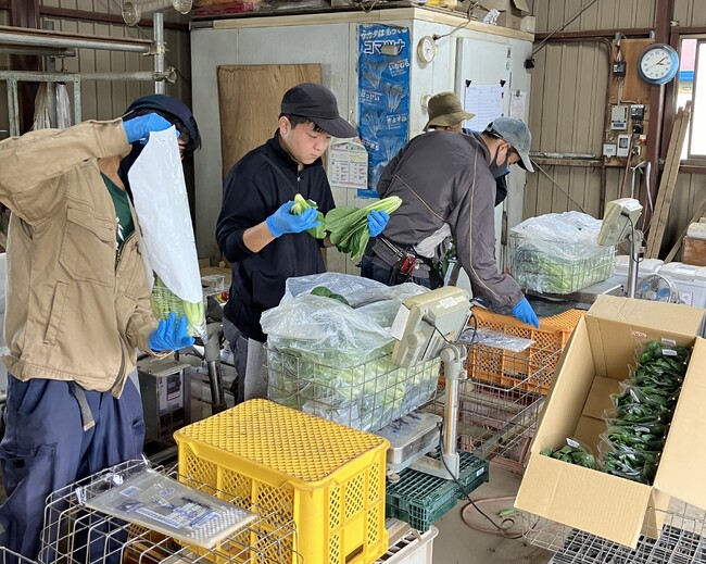 株式会社しゅん・あぐりでの小松菜出荷作業の様子