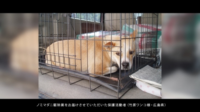 保護 犬 広島