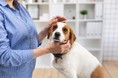 アイペット損保、動物臨床医学研究のための特定傷病データを提供