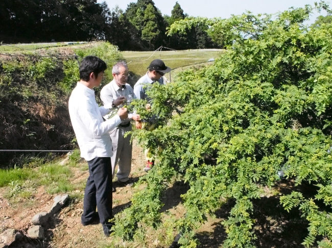 和歌山県海南地区の山椒農家訪問の様子