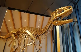 恐竜骨格模型