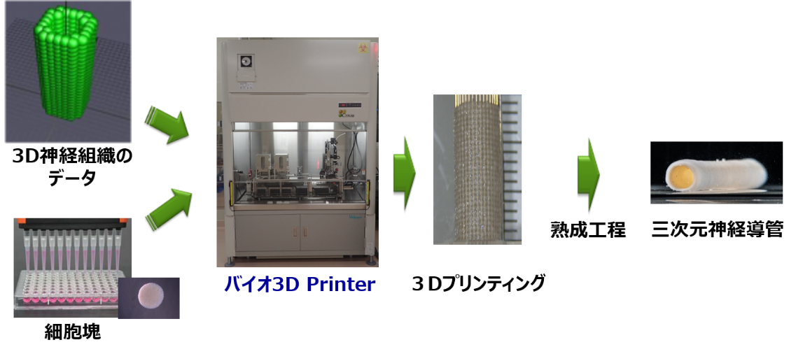 バイオ3dプリンタを用いた末梢神経損傷に対する三次元神経導管の医師主導治験の開始 株式会社サイフューズのプレスリリース バイオ3dプリンタを用いた末梢神経損傷に対する三次元神経導管の医師主導治験の開始 株式会社サイフューズのプレスリリース