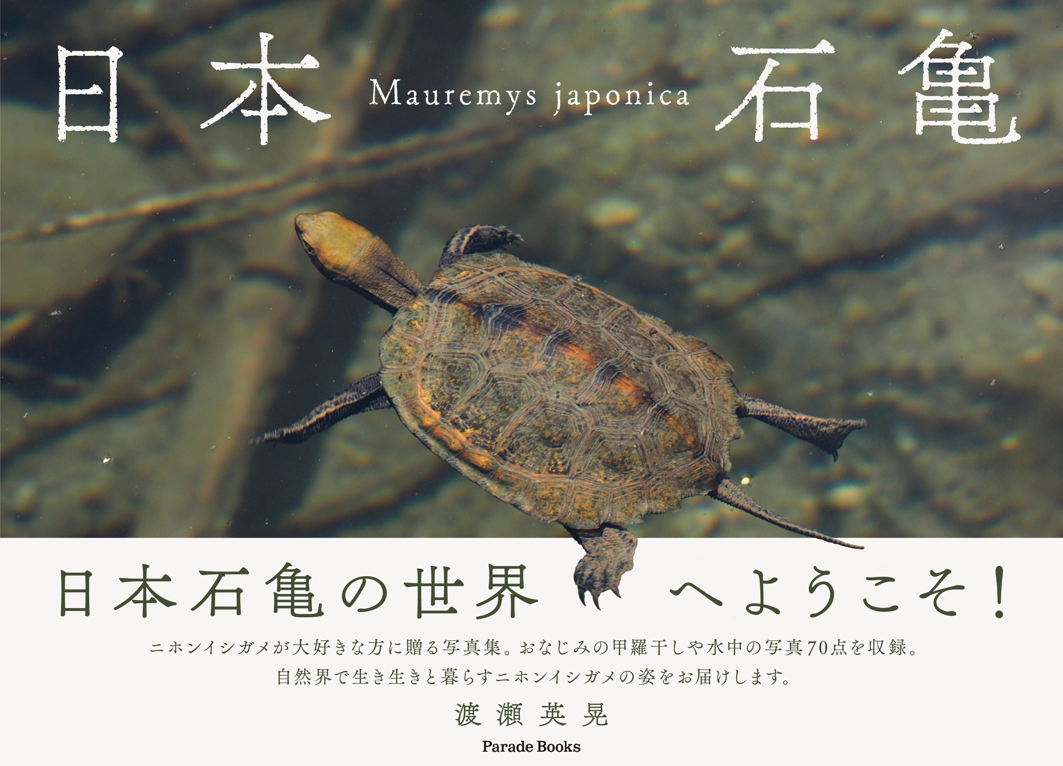 自然界で生き生きと暮らすニホンイシガメの姿を捉えた写真集 日本石亀 が発売 株式会社パレードのプレスリリース