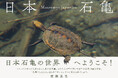 ニホンイシガメが大好きな方に贈る写真集『日本石亀』の電子書籍版が発売！甲羅干しや水中の写真を100点収録。