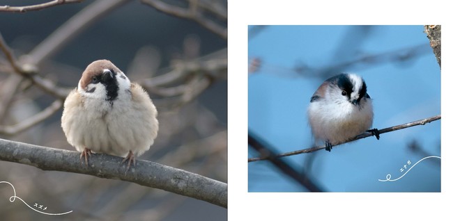 ふんわり まるい 思わずナデナデしたくなる かわいい鳥の写真集 まるい鳥 が発売 ダ ヴィンチニュース