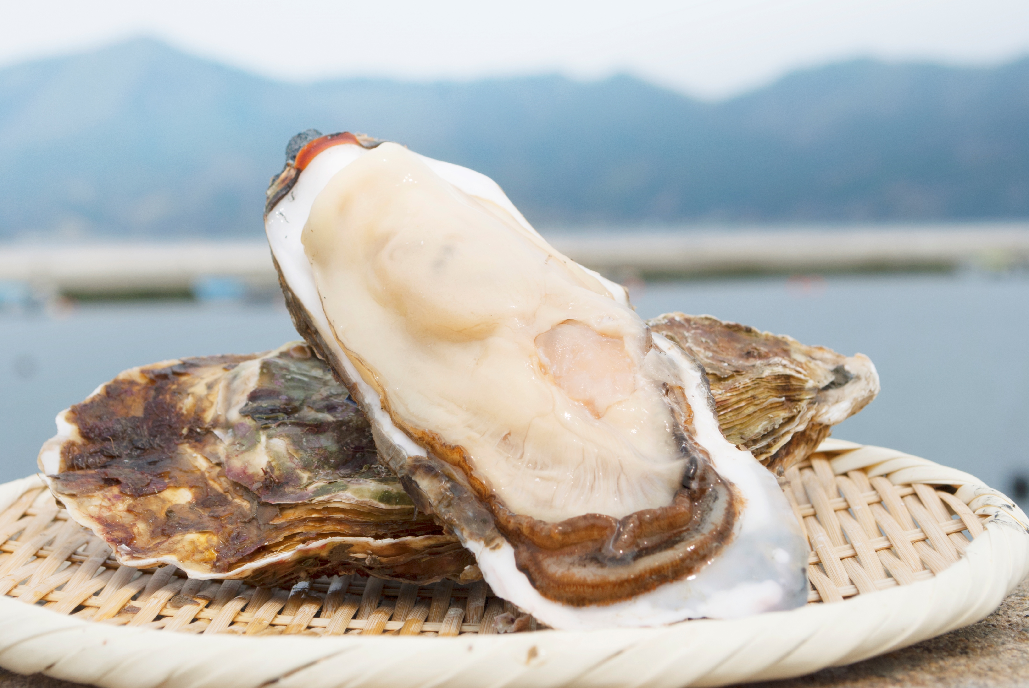 <6月15日より提供開始>牡蠣の産地リレー、夏編!!地下湧水と穏やかな入り江が海産物を育む雄勝湾から、280g以上の特大『夢牡蠣』をお届けし ...