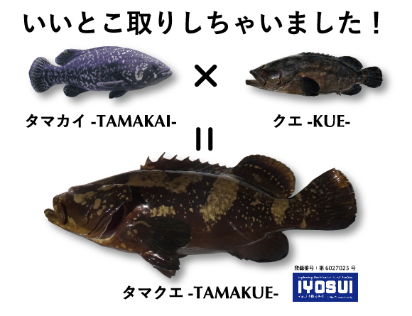 市場未取り扱いの新魚種 タマクエ 開発社イヨスイが研究着手から10年 初のタッグを四十八漁場と 産経ニュース
