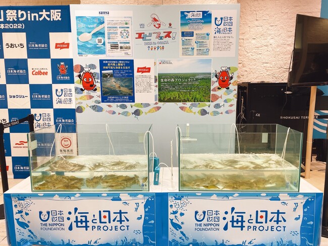 海老のつかみ取り水槽展示