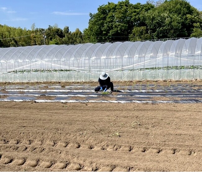 にんにく：熊本県「よしむらふぁーむ」