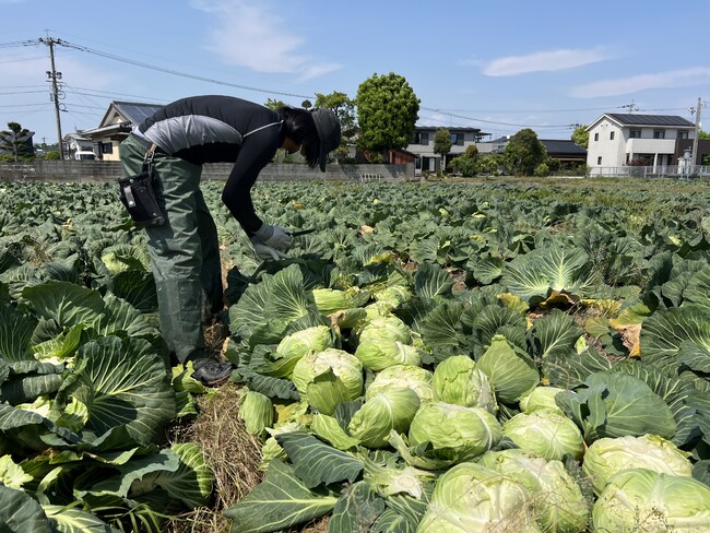 キャベツ：熊本県「北部農園」