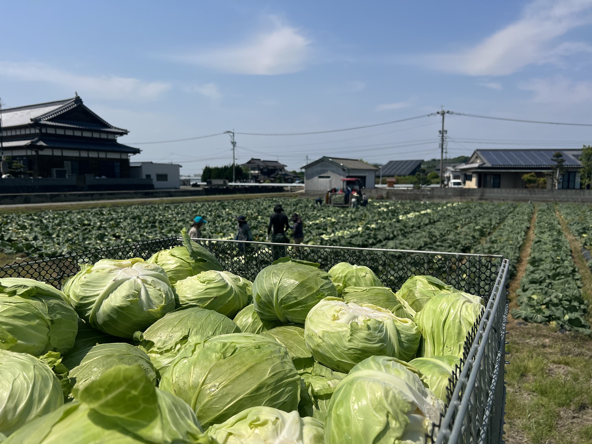 生産者支援で規格外キャベツ6,000kgの食品ロス削減　“Jソースで食べる絶品お好み焼材料セット＆キャベツもりもりプレゼントキャンペーン” 