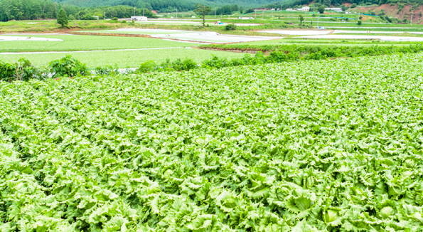 生産者支援で規格外野菜3,000kgの食品ロス削減　からだも心も農家さんも社会も“しあわせ” 4種の素材を味わうDRESSING＆4種の規格外野菜4合せプレゼントキャンペーン