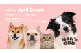 【April Dream】「薬に頼り過ぎない新たな選択肢を」愛犬・愛猫の願いに寄り添う、M&N’s CBDが描くペットウェルネスの未来