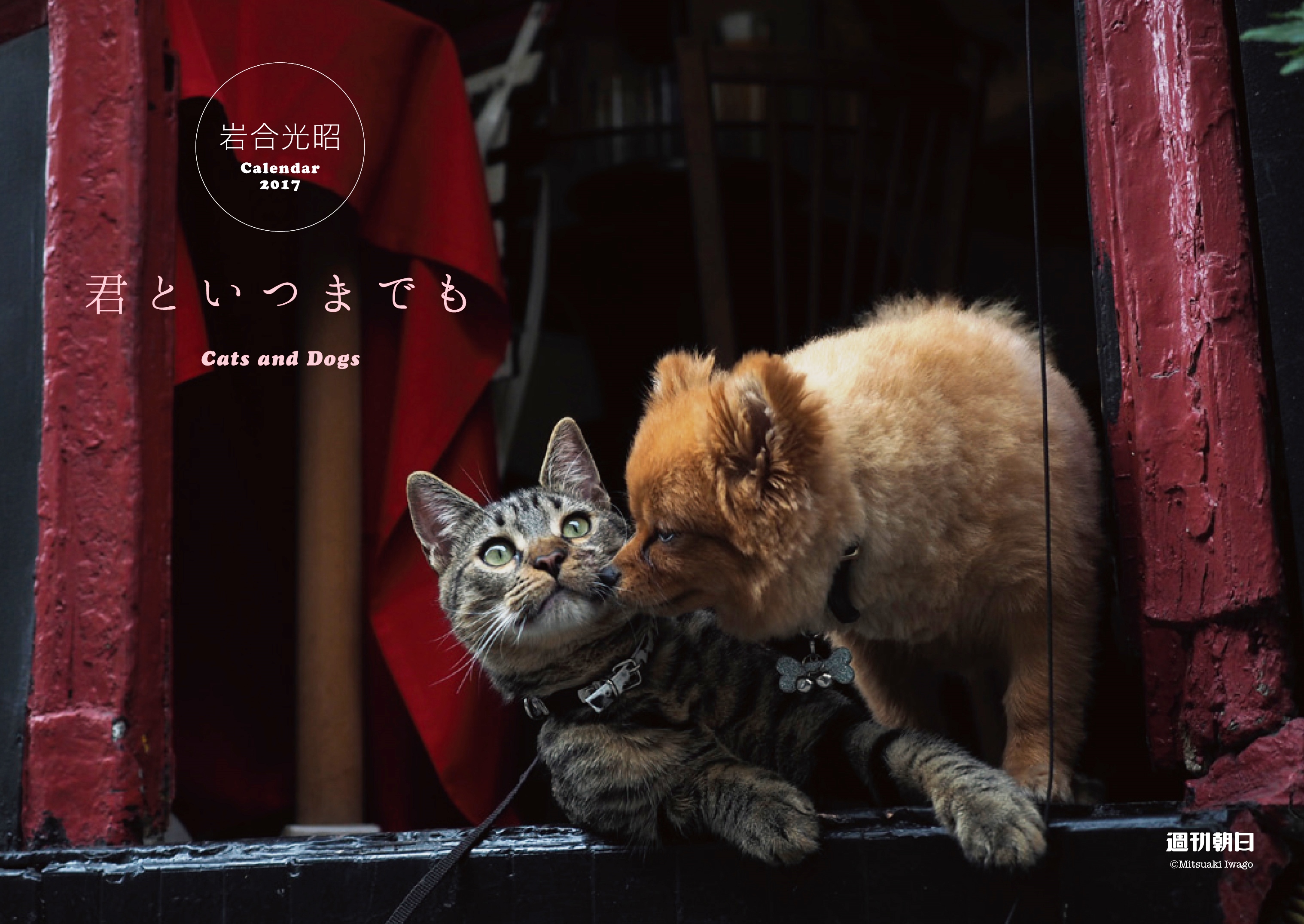 岩合光昭さん撮影の犬 猫カレンダーが 週刊朝日 に特別綴じ込み 株式会社朝日新聞出版のプレスリリース