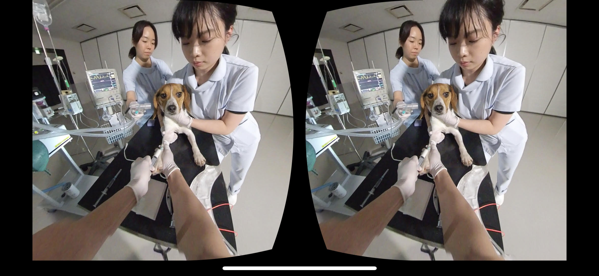 麻布大学 ｖｒを活用した獣医学教育を実践 国内初のｖｒ動画により獣医外科学実習の教育効果を向上 学校法人麻布獣医学園 麻布大学のプレスリリース