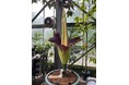 【国立科学博物館 筑波実験植物園】世界で最も大きな「花」のひとつショクダイオオコンニャクが開花します!