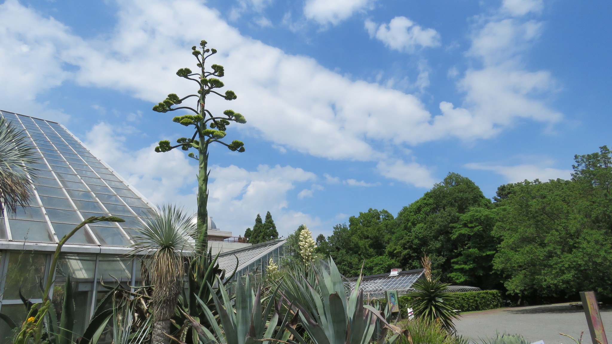 国立科学博物館 筑波実験植物園 一生に一度しか咲かない花 高さ6 65ｍの巨大な草 アガベ サルミアナ フェロクスが開花しました 見ごろ 年6月末頃まで 文化庁のプレスリリース