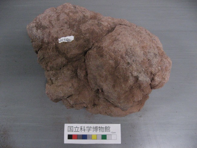 火山弾（磐梯山）俗名：磐梯の赤キャベツ　所蔵：国立科学博物館