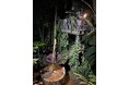【国立科学博物館 筑波実験植物園】世界で最も大きな「花」のひとつショクダイオオコンニャクが開花します！