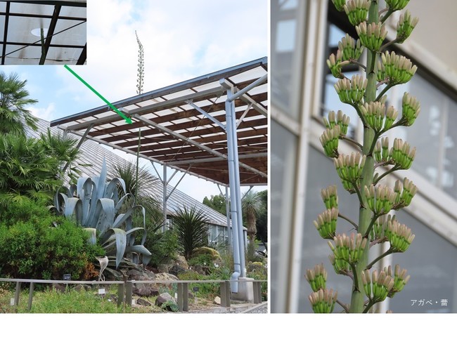 左：高さ約8 mに達する謎のリュウゼツラン　右：謎のリュウゼツランの蕾　筑波実験植物園
