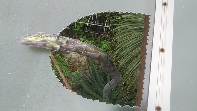 屋根を越えて成長する謎のリュウゼツラン　　筑波実験植物園