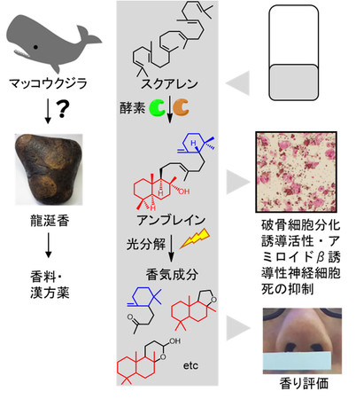 図１：龍涎香の人工的な合成系の確立と新しい薬理活性