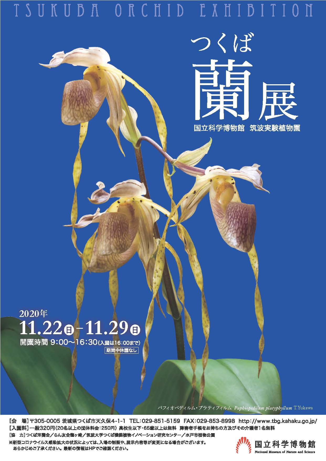 国立科学博物館 筑波実験植物園 つくばで世界の珍しいランが咲きます 約500種類の見ごろの花々を大公開 つくば蘭展 11 22 から開催 文化庁のプレスリリース