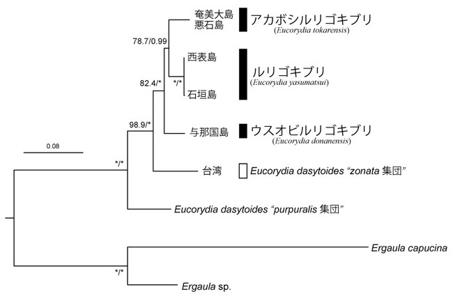 5遺伝子結合データセットによるルリゴキブリ属の最尤系統樹