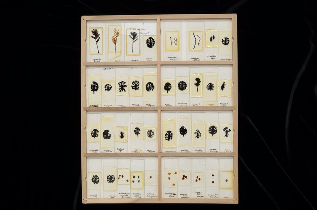 三木博士が研究したメタセコイア標本　所蔵：大阪市立自然史博物館