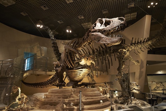 国立科学博物館（B1階ティラノサウルス）