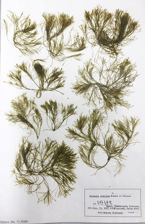 レスキューされた海藻標本（所蔵：山田町立鯨と海の科学館）
