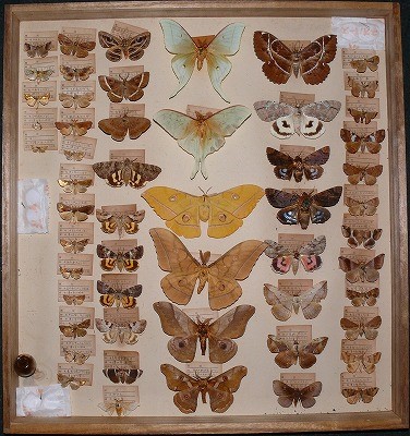 国立科学博物館 岡山県から昭和天皇に献上された昆虫標本を国立科学博物館で発見 ー90年前の昆虫相がよみがえるー 文化庁のプレスリリース
