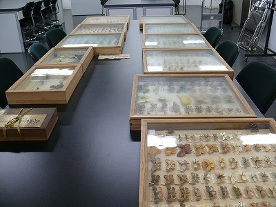 写真２　昭和天皇コレクションの岡山県産昆虫標本全容