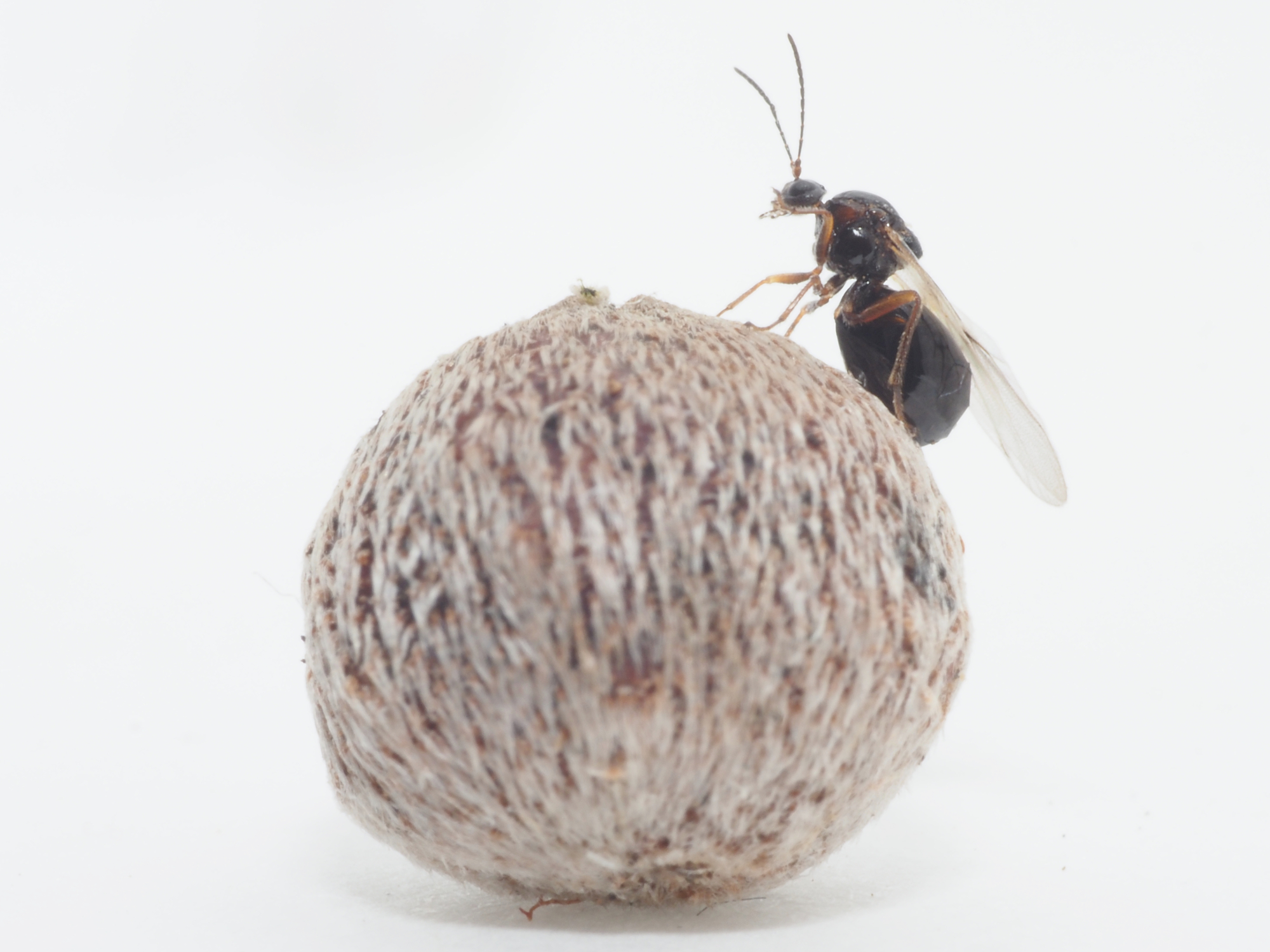 国立科学博物館 1種のハチが９回新種記載されていた 体長3mmのハチがもつ特殊な生態がもたらした混乱に終止符 文化庁のプレスリリース