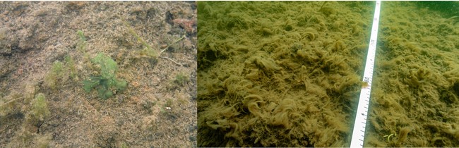 図1　左：シアノバクテリアに覆われた湖底、右：珪藻に覆われた湖底