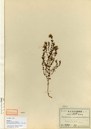 絶滅植物オウミコゴメグサの正基準標本(1927年比良山産）（所蔵：国立科学博物館)
