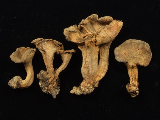 1914年以来再発見されていない絶滅種のきのこ　アミラッパタケ（所蔵：国立科学博物館）