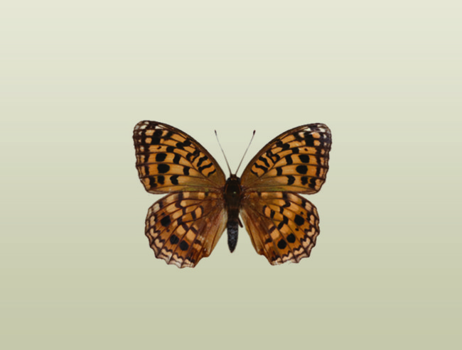 絶滅危惧IA類のチョウ　オオウラギンヒョウモンの標本（所蔵：国立科学博物館）