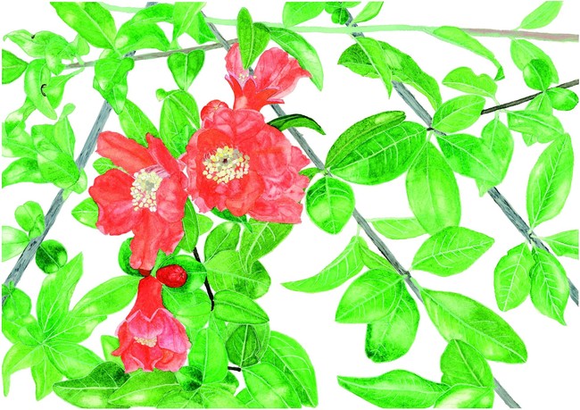 国立科学博物館 国立科学博物館主催 第38回 植物画コンクール 入選作品決定 文化庁のプレスリリース