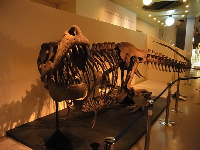 展示の見どころ5 （タルボサウルスの全身骨格標本）