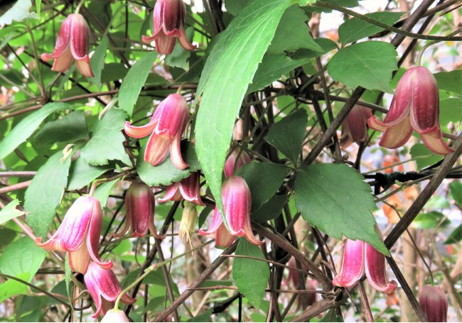 ハンショウヅル：半鐘に似た形の花を咲かせる日本固有のクレマチス。5月中旬頃に開花する。近縁種には絶滅危惧種もあり、開花時には公開予定。