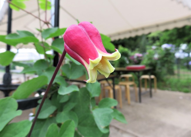 チェリー・リップ：日本で作出されたテキセンシス系の品種で、近年当園で人気の高い品種。会期中盤頃に開花する。