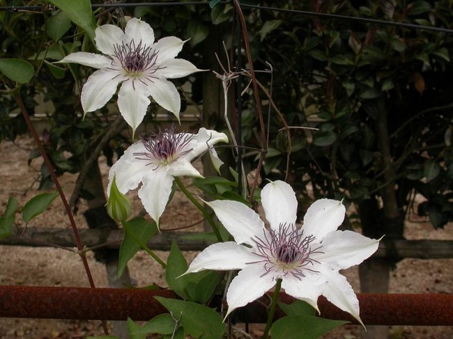 カザグルマ（茨城・水戸産）：茨城県内には産地がいくつかあるが、白い萼片に紫の花芯の花が多い。  