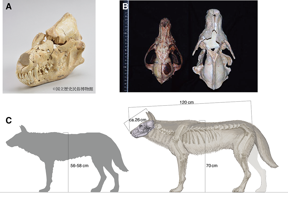 国立科学博物館】ニホンオオカミの起源を解明｜文化庁のプレスリリース