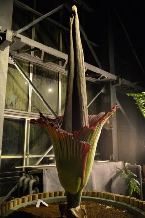 国立科学博物館 筑波実験植物園 世界で最も大きな 花 のひとつ ショクダイオオコンニャクがもうすぐ開花します 日本初 同株連続5回開花 文化庁のプレスリリース