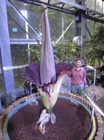 国立科学博物館 筑波実験植物園 世界で最も大きな 花 のひとつ ショクダイオオコンニャクがもうすぐ開花します 日本初 同株連続5回開花 文化庁のプレスリリース
