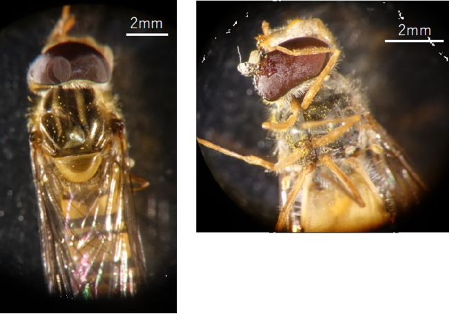 図1.　ホソヒラタアブの体表に付着した花粉。花粉は体表のあらゆる部位に付着する