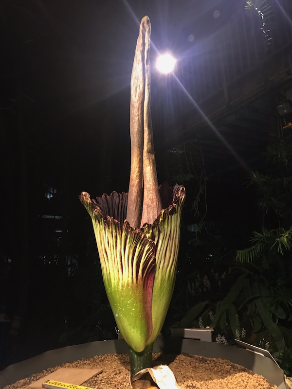 国立科学博物館 筑波実験植物園 世界で最も大きな 花 のひとつ ショクダイオオコンニャクが開花しました 開館時間を延長します 文化庁のプレスリリース