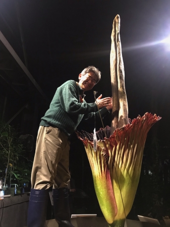 国立科学博物館 筑波実験植物園 世界で最も大きな 花 のひとつ ショクダイオオコンニャクが開花しました 開館時間を延長します 文化庁のプレスリリース