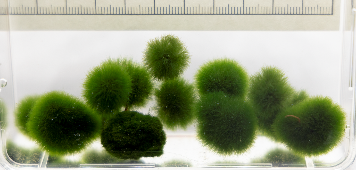 国産マリモ 約１cm 3個 癒しのマリモ無農薬 - 水草